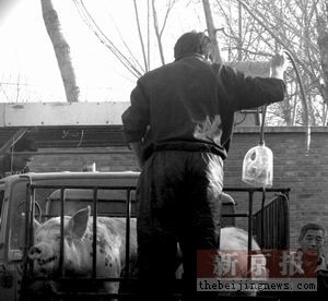 天津注水肉绕过关卡进京注水10公斤获利百元