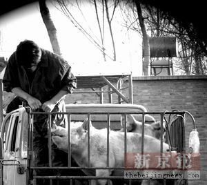 天津注水肉绕过关卡进京注水10公斤获利百元